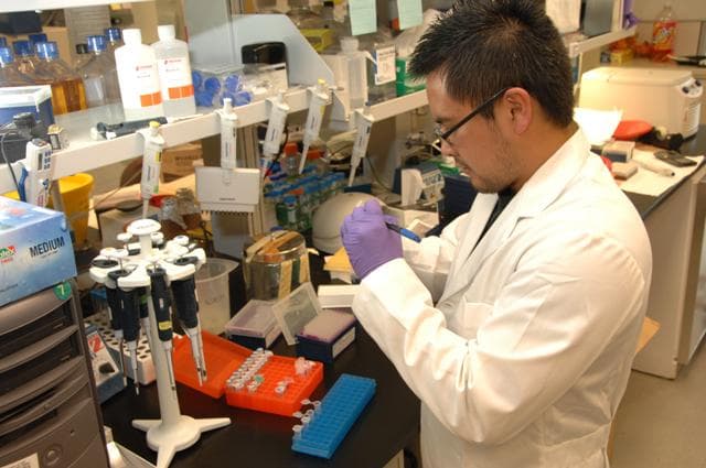 A medical laboratory scientist working at a lab bench with micropipettes