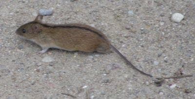 A striped field mouse (Apodemus agrarius), a reservoir for Old World hantaviruses