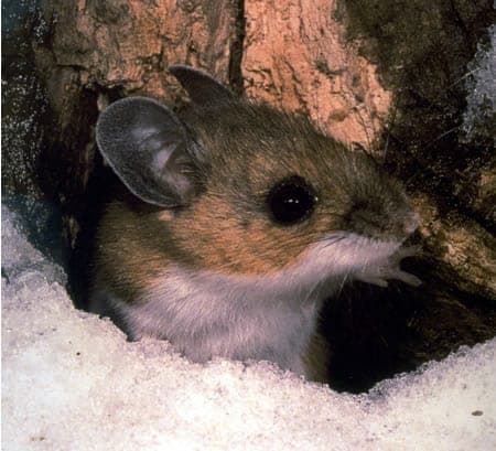 A deer mouse (Peromyscus maniculatus), the primary reservoir for Sin Nombre virus